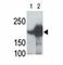 LDL Receptor Related Protein 5 antibody, F40130-0.4ML, NSJ Bioreagents, Western Blot image 