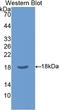 Chloride Intracellular Channel 4 antibody, LS-C299646, Lifespan Biosciences, Western Blot image 