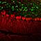 Calbindin 2 antibody, M04255-2, Boster Biological Technology, Immunofluorescence image 