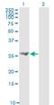 Fibroblast Growth Factor 21 antibody, H00026291-M01, Novus Biologicals, Western Blot image 