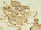 Butyrophilin Subfamily 3 Member A1 antibody, orb354079, Biorbyt, Immunohistochemistry paraffin image 