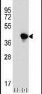 Aminoacyl TRNA Synthetase Complex Interacting Multifunctional Protein 2 antibody, PA5-12487, Invitrogen Antibodies, Western Blot image 