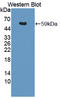 Thyroid Hormone Receptor Alpha antibody, LS-C372922, Lifespan Biosciences, Western Blot image 
