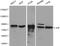 Junction Plakoglobin antibody, LS-C192287, Lifespan Biosciences, Western Blot image 
