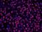 Histone Deacetylase 2 antibody, IHC-00057, Bethyl Labs, Immunohistochemistry paraffin image 