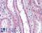 Apolipoprotein D antibody, LS-B2158, Lifespan Biosciences, Immunohistochemistry frozen image 