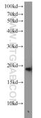 Synuclein Beta antibody, 10498-1-AP, Proteintech Group, Western Blot image 