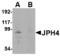 Junctophilin 4 antibody, MBS151025, MyBioSource, Western Blot image 