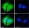 MYC Associated Factor X antibody, NB100-793, Novus Biologicals, Immunofluorescence image 