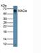 Chordin antibody, MBS2028039, MyBioSource, Western Blot image 