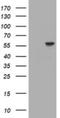 Tripartite Motif Containing 39 antibody, NBP2-46014, Novus Biologicals, Western Blot image 