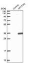 HIV-1 Tat Interactive Protein 2 antibody, NBP1-88171, Novus Biologicals, Western Blot image 