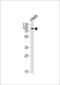 Pogo Transposable Element Derived With KRAB Domain antibody, 56-695, ProSci, Western Blot image 