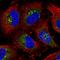 ESL-1 antibody, HPA010815, Atlas Antibodies, Immunofluorescence image 