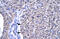 Orthodenticle Homeobox 2 antibody, 27-595, ProSci, Immunohistochemistry paraffin image 
