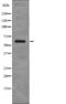 G3BP Stress Granule Assembly Factor 1 antibody, PA5-64827, Invitrogen Antibodies, Western Blot image 
