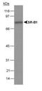 HIF1-alpha antibody, NB100-131B, Novus Biologicals, Western Blot image 