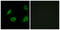 Olfactory Receptor Family 4 Subfamily B Member 1 antibody, LS-C120862, Lifespan Biosciences, Immunofluorescence image 