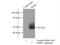 Tribbles Pseudokinase 3 antibody, 13300-1-AP, Proteintech Group, Immunoprecipitation image 