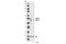 Glycogen Synthase Kinase 3 Alpha antibody, 5676P, Cell Signaling Technology, Western Blot image 