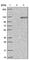 HPS3 Biogenesis Of Lysosomal Organelles Complex 2 Subunit 1 antibody, HPA046281, Atlas Antibodies, Western Blot image 