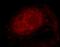 Nuclear RNA Export Factor 1 antibody, FNab05941, FineTest, Immunofluorescence image 