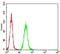 RAS Like Proto-Oncogene B antibody, NBP2-61831, Novus Biologicals, Enzyme Linked Immunosorbent Assay image 