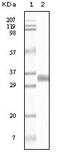 TGF beta antibody, M00019-2, Boster Biological Technology, Western Blot image 