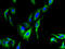 Cation Channel Sperm Associated 4 antibody, A65454-100, Epigentek, Immunofluorescence image 