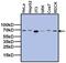 TATA-Box Binding Protein Associated Factor 15 antibody, MA3-078, Invitrogen Antibodies, Western Blot image 