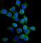 EGFR antibody, PB9016, Boster Biological Technology, Immunofluorescence image 