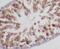 Diablo IAP-Binding Mitochondrial Protein antibody, FNab02384, FineTest, Immunohistochemistry frozen image 