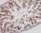 Diablo homolog, mitochondrial antibody, FNab02384, FineTest, Immunohistochemistry frozen image 