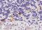 AIF1 antibody, GTX89048, GeneTex, Immunohistochemistry paraffin image 