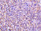 Interleukin-27 receptor subunit alpha antibody, 2483, ProSci Inc, Immunohistochemistry frozen image 