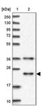 MID1 Interacting Protein 1 antibody, PA5-58552, Invitrogen Antibodies, Western Blot image 