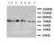 Cytochrome P450 Family 11 Subfamily B Member 1 antibody, LS-C312848, Lifespan Biosciences, Western Blot image 