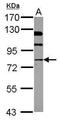 N-Ethylmaleimide Sensitive Factor, Vesicle Fusing ATPase antibody, PA5-29035, Invitrogen Antibodies, Western Blot image 