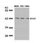 Mitogen-Activated Protein Kinase Kinase 6 antibody, A02011-2, Boster Biological Technology, Western Blot image 