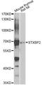 Syntaxin Binding Protein 2 antibody, A7735, ABclonal Technology, Western Blot image 