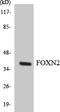 Forkhead Box N2 antibody, LS-C291958, Lifespan Biosciences, Western Blot image 