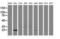 Lin-7 Homolog B, Crumbs Cell Polarity Complex Component antibody, LS-C172357, Lifespan Biosciences, Western Blot image 