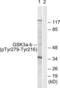 Glycogen Synthase Kinase 3 Alpha antibody, LS-C199031, Lifespan Biosciences, Western Blot image 