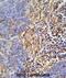 Major Histocompatibility Complex, Class II, DR Beta 5 antibody, abx034532, Abbexa, Immunohistochemistry frozen image 