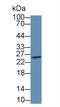 Granzyme M antibody, MBS2004112, MyBioSource, Western Blot image 