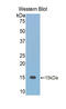 Fetuin B antibody, LS-C293863, Lifespan Biosciences, Western Blot image 