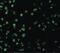 Sterile Alpha And TIR Motif Containing 1 antibody, PA5-20059, Invitrogen Antibodies, Immunofluorescence image 