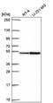 Family With Sequence Similarity 81 Member A antibody, PA5-66797, Invitrogen Antibodies, Western Blot image 