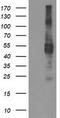Transmembrane Serine Protease 5 antibody, TA503433, Origene, Western Blot image 