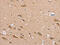 Microseminoprotein Beta antibody, CSB-PA301850, Cusabio, Immunohistochemistry frozen image 
